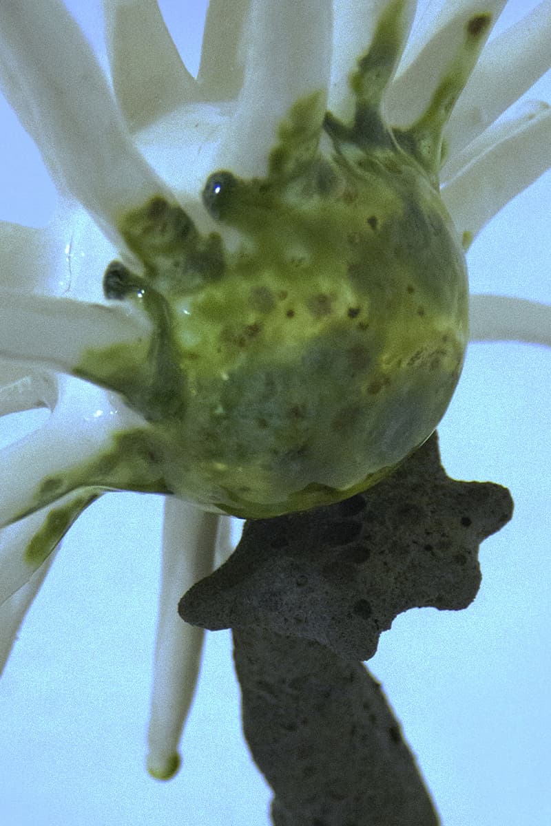 Полина Полнимер