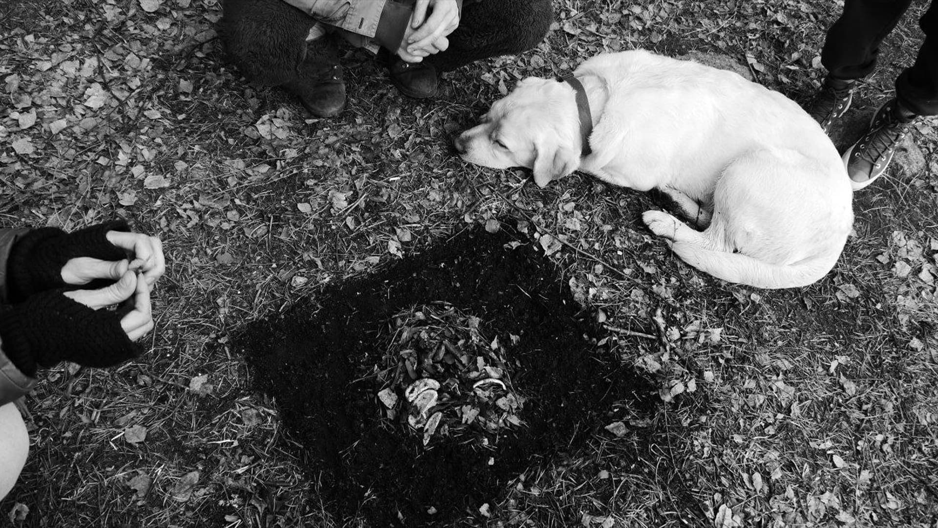 Арт-группа «Хвойные»