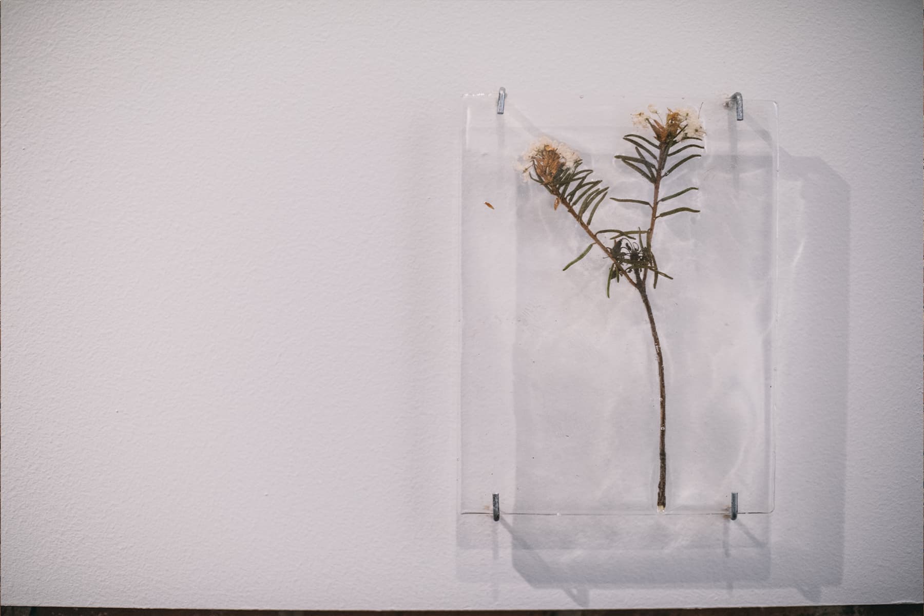 Лена Скрипкина