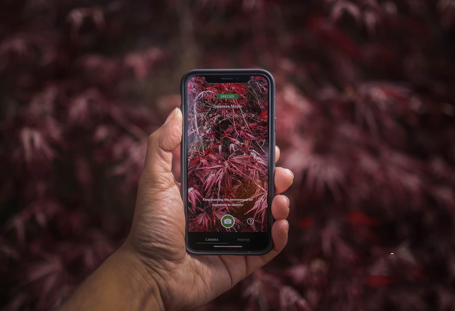 Приложение для детей Seek для идентификации растений и цветов