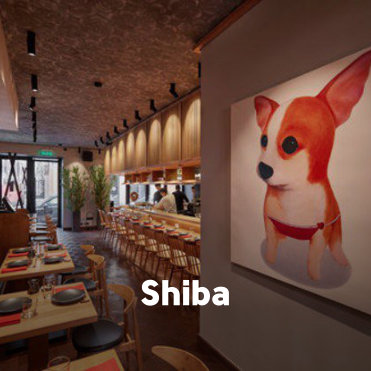Shiba